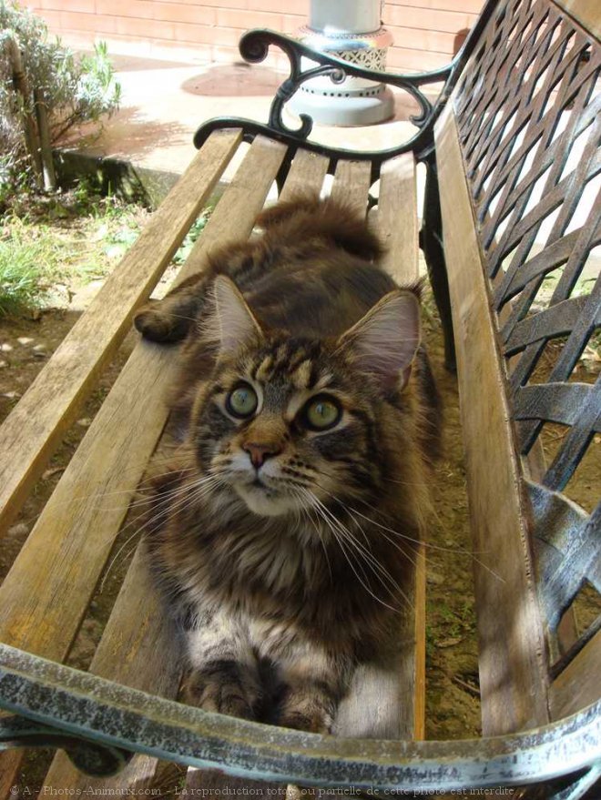 Photo de Maine coon