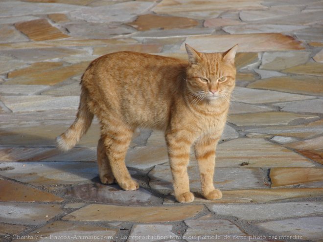 Photo de Chat domestique