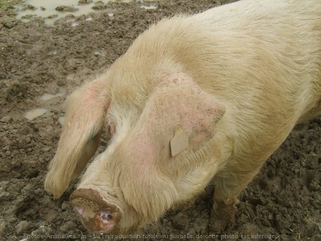 Photo de Cochon