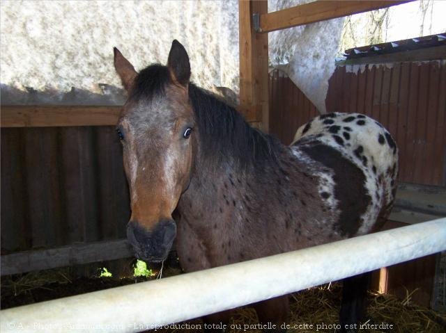 Photo d'Appaloosa