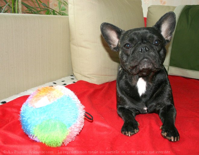 Photo de Bouledogue franais