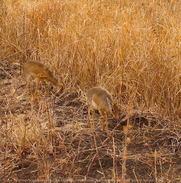 Photo de Gazelle