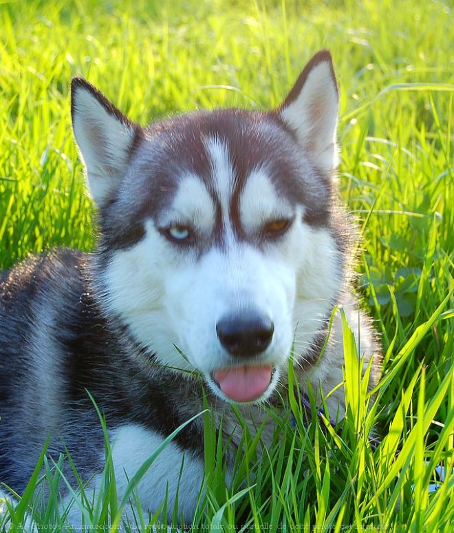 Photo de Husky siberien