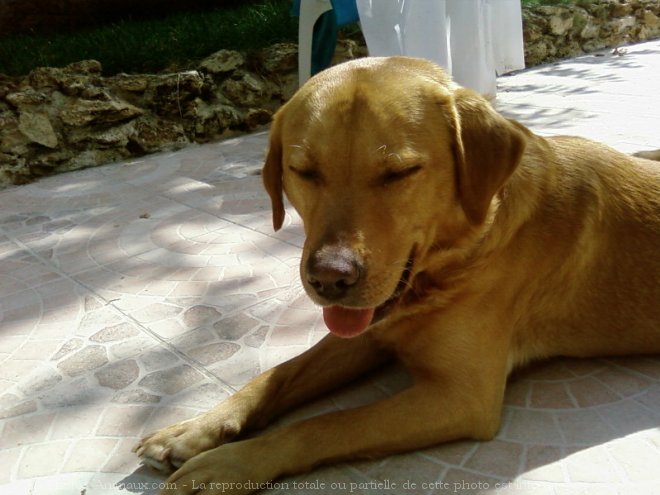 Photo de Labrador retriever