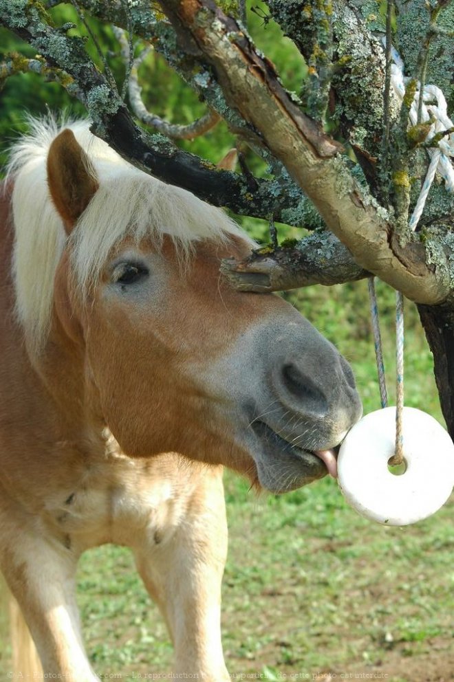 Photo de Haflinger