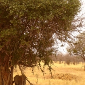 Photo d'Elphant d'afrique