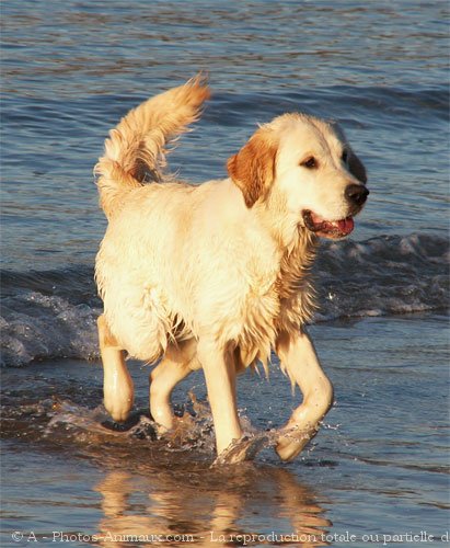 Photo de Golden retriever