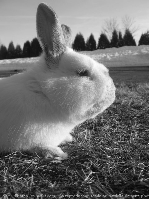 Photo de Lapin