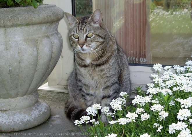 Photo de Chat domestique