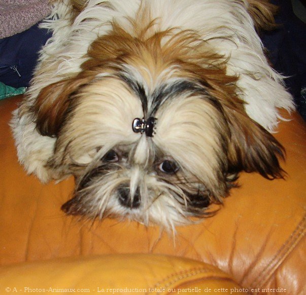 Photo de Shih tzu