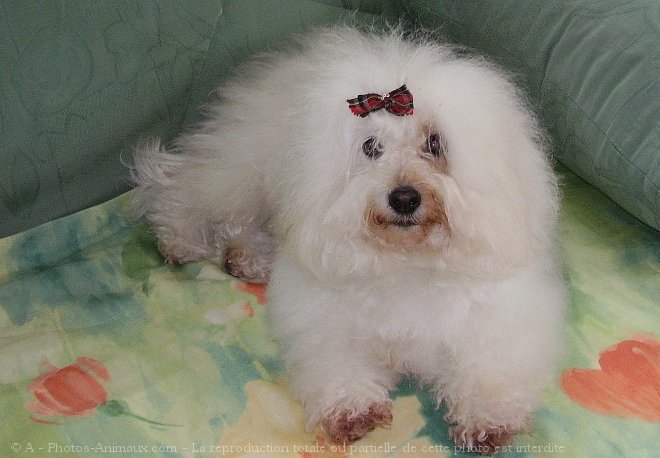 Photo de Coton de tulear