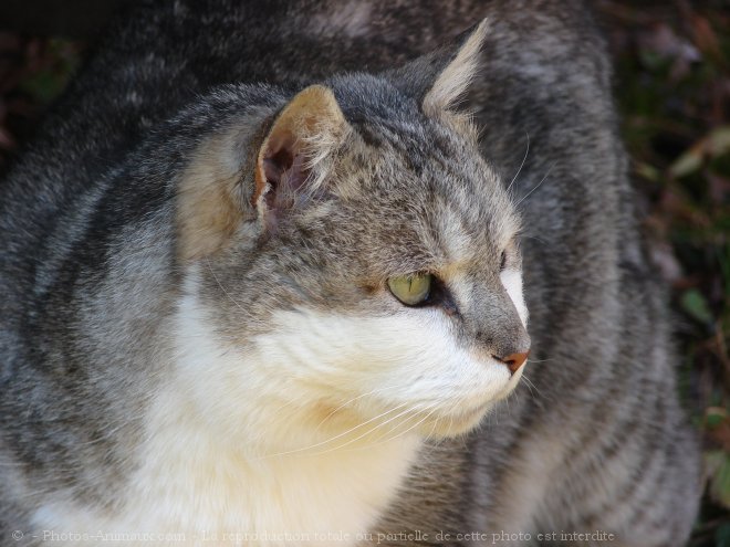 Photo de Chat domestique