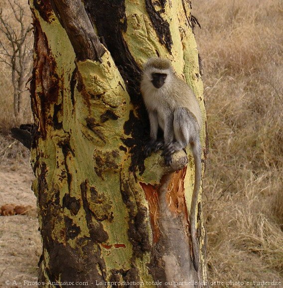 Photo de Singe