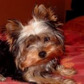 Photo de Yorkshire terrier