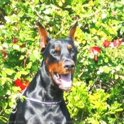 Photo de Dobermann