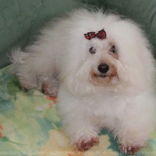 Photo de Coton de tulear