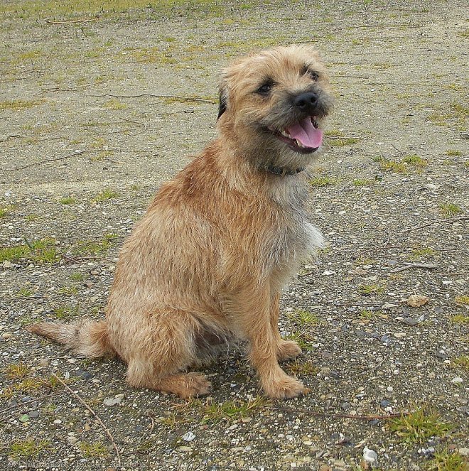 Photo de Border terrier