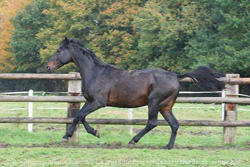 Photo de Trotteur franais