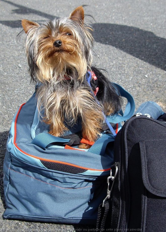 Photo de Yorkshire terrier