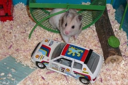 Photo de Hamster