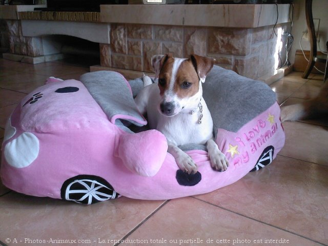 Photo de Jack russell terrier