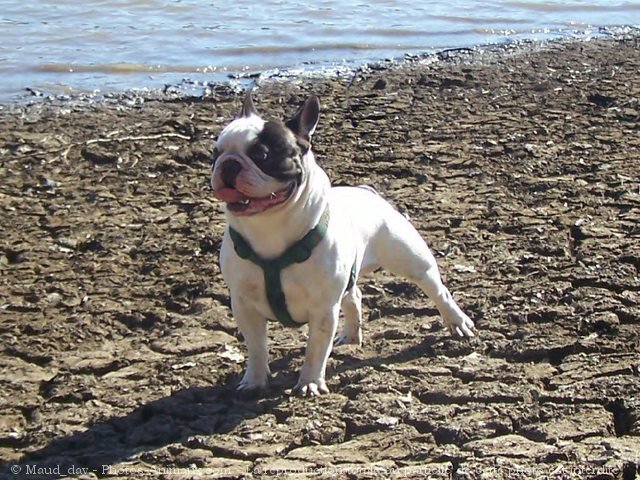 Photo de Bouledogue franais