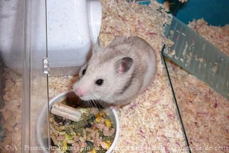 Photo de Hamster