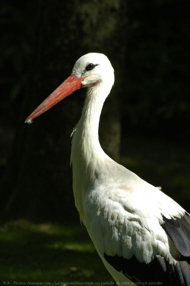 Photo de Cigogne