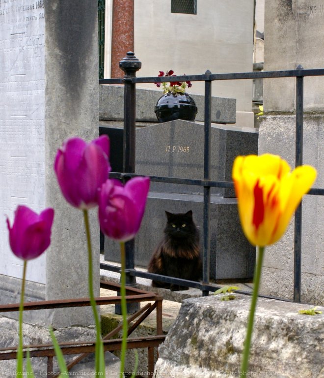 Photo de Chat domestique