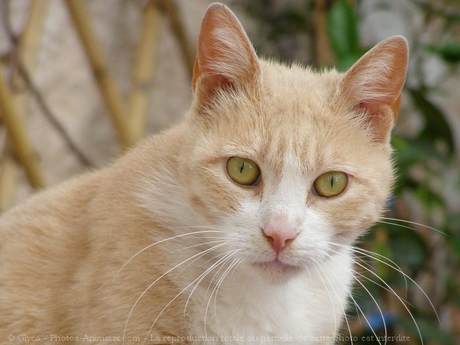 Photo de Chat domestique