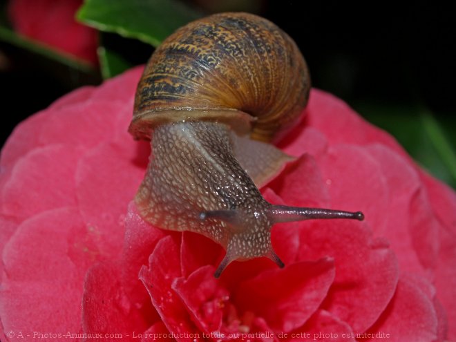 Photo d'Escargot