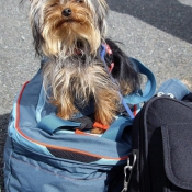 Photo de Yorkshire terrier