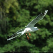 Photo de Mouette