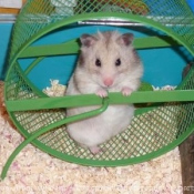 Photo de Hamster