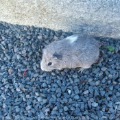 Photo de Cochon d'inde - agouti