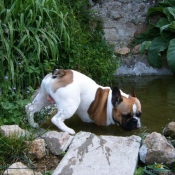 Photo de Bouledogue franais