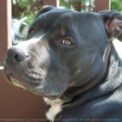 Photo d'American staffordshire terrier