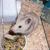 Photo de Hamster