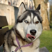 Photo de Husky siberien