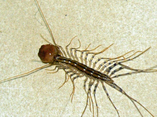 Photo de Scutigera coleoptrata