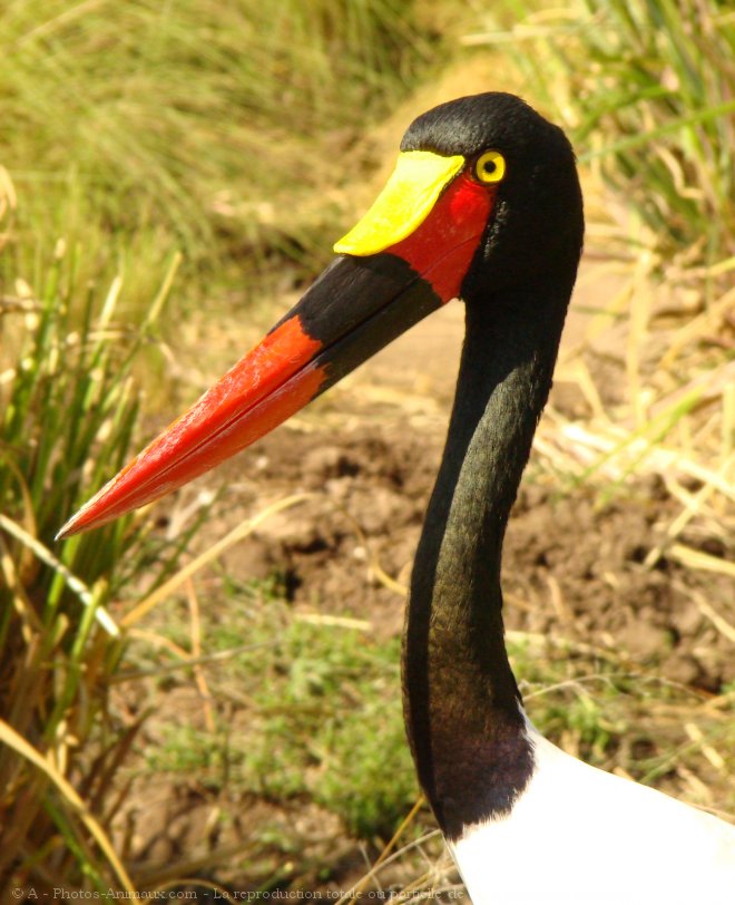 Photo de Jabiru