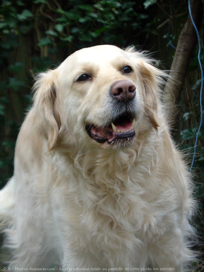 Photo de Golden retriever