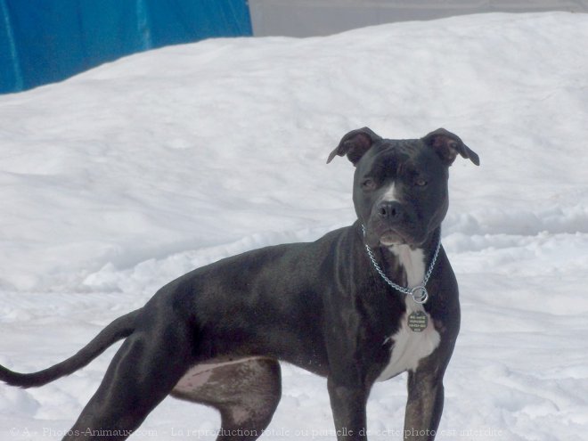 Photo d'American staffordshire terrier