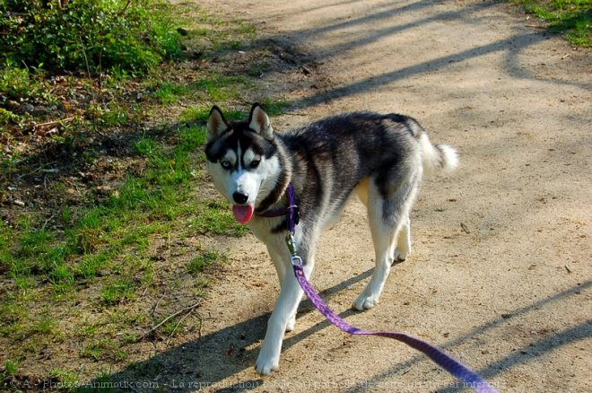 Photo de Husky siberien