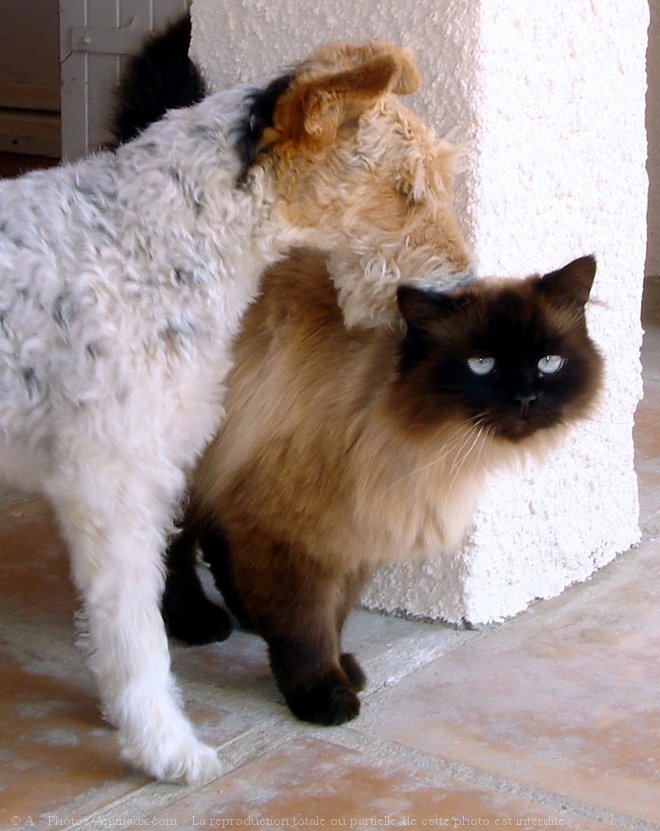 Photo de Fox terrier  poil dur