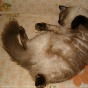 Photo de Sacr de birmanie