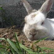 Photo de Lapin