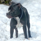 Photo d'American staffordshire terrier