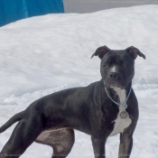 Photo d'American staffordshire terrier