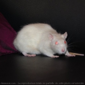 Photo de Rat